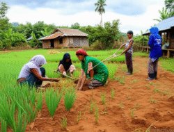 Upaya pengentasan kemiskinan di daerah-daerah terpencil